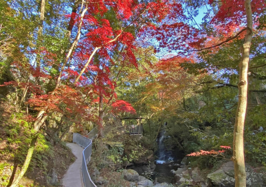 湯河原温泉 紅葉が見頃です。
